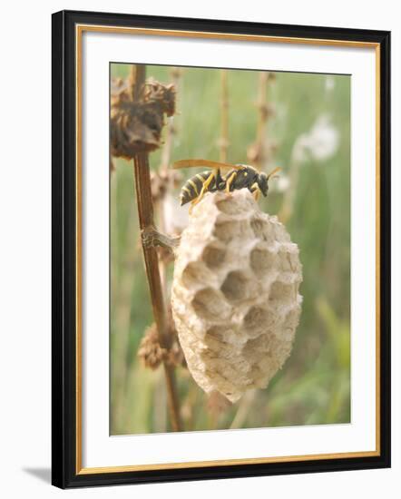 Paper Wasp Building Honeycomb-Harald Kroiss-Framed Photographic Print