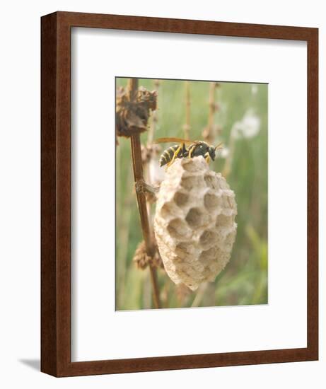 Paper Wasp Building Honeycomb-Harald Kroiss-Framed Photographic Print