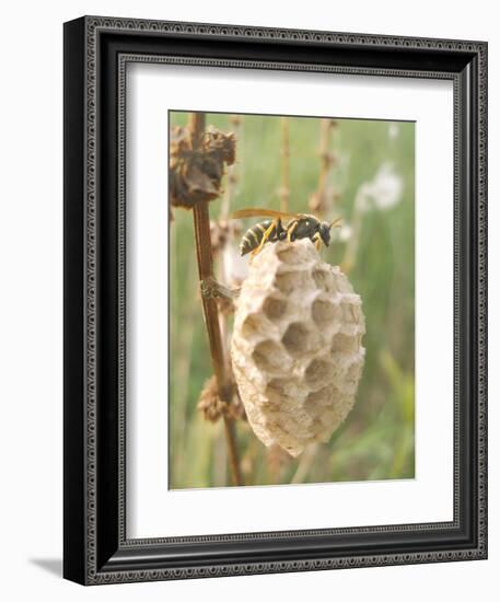 Paper Wasp Building Honeycomb-Harald Kroiss-Framed Photographic Print