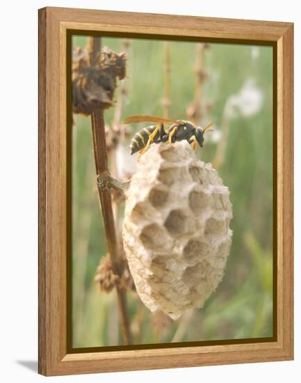 Paper Wasp Building Honeycomb-Harald Kroiss-Framed Premier Image Canvas