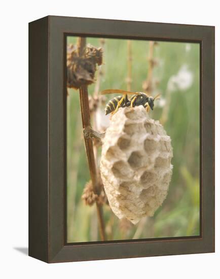 Paper Wasp Building Honeycomb-Harald Kroiss-Framed Premier Image Canvas