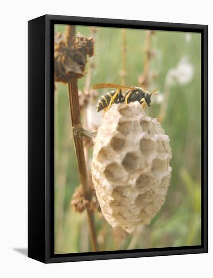 Paper Wasp Building Honeycomb-Harald Kroiss-Framed Premier Image Canvas