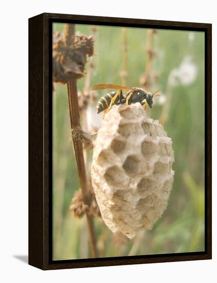 Paper Wasp Building Honeycomb-Harald Kroiss-Framed Premier Image Canvas