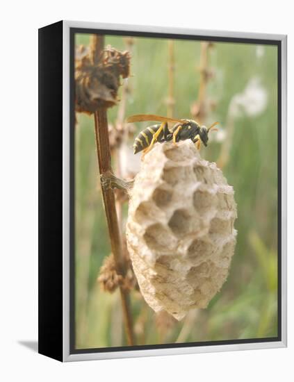 Paper Wasp Building Honeycomb-Harald Kroiss-Framed Premier Image Canvas