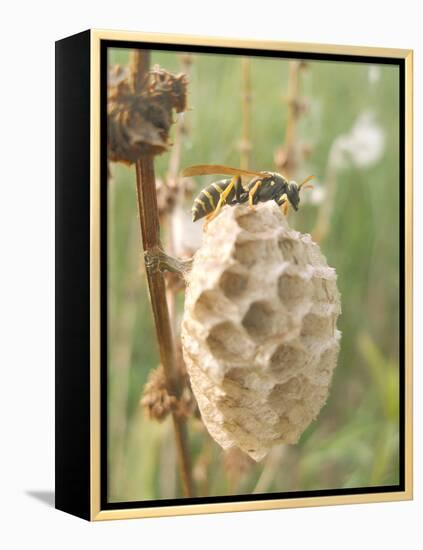 Paper Wasp Building Honeycomb-Harald Kroiss-Framed Premier Image Canvas