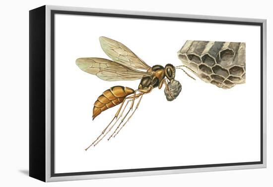 Paper Wasp (Vespidae), Insects-Encyclopaedia Britannica-Framed Stretched Canvas