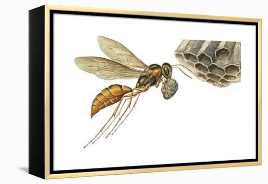 Paper Wasp (Vespidae), Insects-Encyclopaedia Britannica-Framed Stretched Canvas