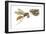 Paper Wasp (Vespidae), Insects-Encyclopaedia Britannica-Framed Art Print