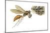 Paper Wasp (Vespidae), Insects-Encyclopaedia Britannica-Mounted Art Print