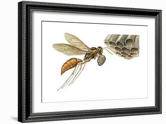 Paper Wasp (Vespidae), Insects-Encyclopaedia Britannica-Framed Art Print