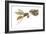 Paper Wasp (Vespidae), Insects-Encyclopaedia Britannica-Framed Art Print