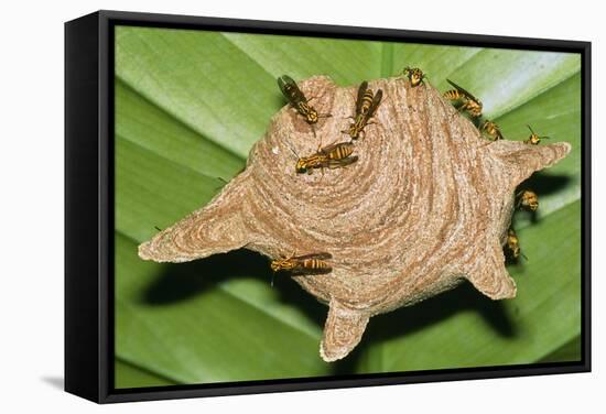 Paper Wasps on Their Nest-Dr. George Beccaloni-Framed Premier Image Canvas