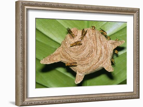 Paper Wasps on Their Nest-Dr. George Beccaloni-Framed Photographic Print