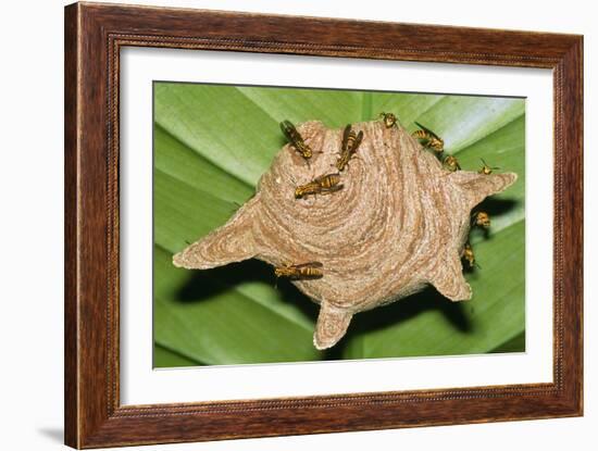 Paper Wasps on Their Nest-Dr. George Beccaloni-Framed Photographic Print