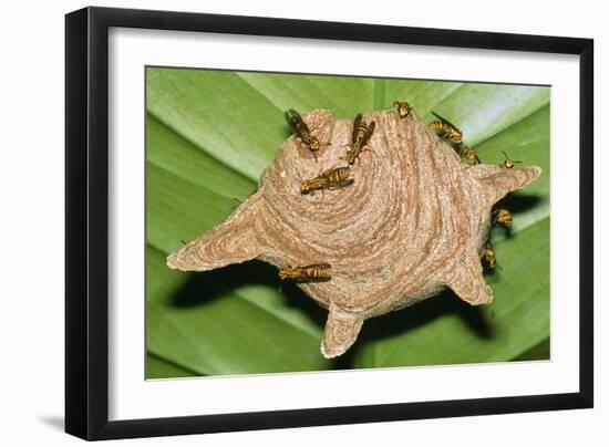 Paper Wasps on Their Nest-Dr. George Beccaloni-Framed Photographic Print