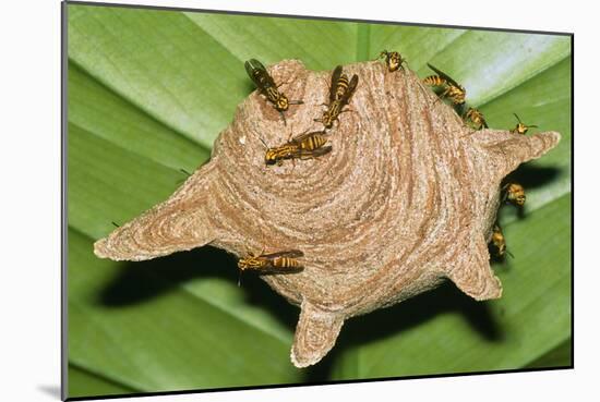 Paper Wasps on Their Nest-Dr. George Beccaloni-Mounted Photographic Print