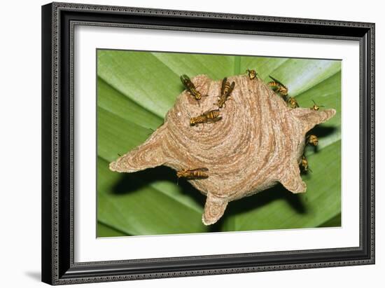 Paper Wasps on Their Nest-Dr. George Beccaloni-Framed Photographic Print