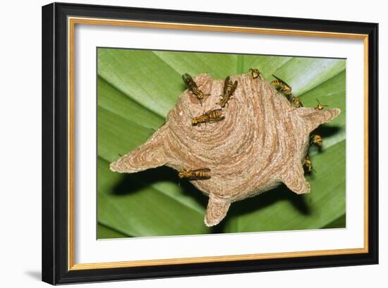 Paper Wasps on Their Nest-Dr. George Beccaloni-Framed Photographic Print