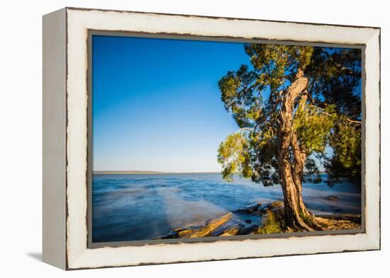 Paperbark tree growing on the shore of Lake Cootharaba, Queensland, Australia-Mark A Johnson-Framed Premier Image Canvas