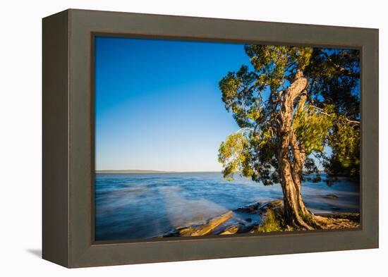 Paperbark tree growing on the shore of Lake Cootharaba, Queensland, Australia-Mark A Johnson-Framed Premier Image Canvas