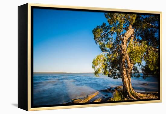 Paperbark tree growing on the shore of Lake Cootharaba, Queensland, Australia-Mark A Johnson-Framed Premier Image Canvas