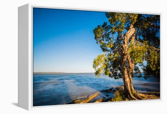 Paperbark tree growing on the shore of Lake Cootharaba, Queensland, Australia-Mark A Johnson-Framed Premier Image Canvas