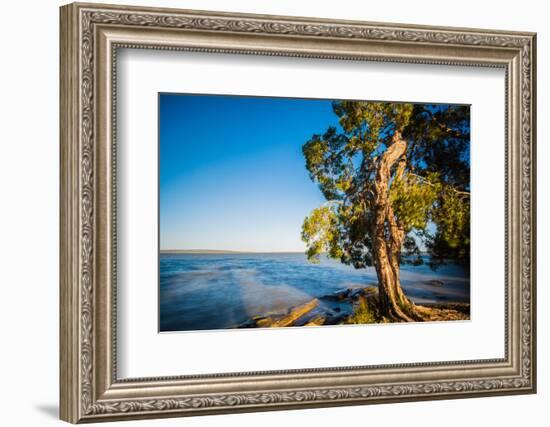 Paperbark tree growing on the shore of Lake Cootharaba, Queensland, Australia-Mark A Johnson-Framed Photographic Print