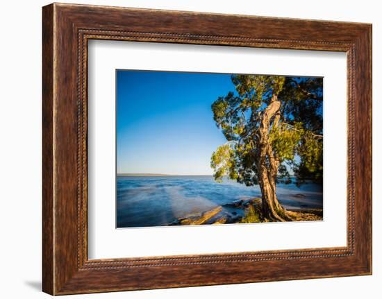 Paperbark tree growing on the shore of Lake Cootharaba, Queensland, Australia-Mark A Johnson-Framed Photographic Print