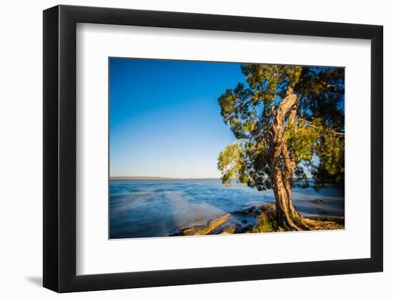 Paperbark tree growing on the shore of Lake Cootharaba, Queensland, Australia-Mark A Johnson-Framed Photographic Print