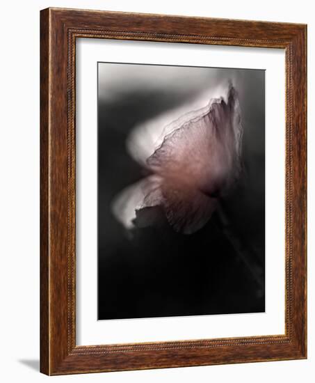 Papery-Ursula Abresch-Framed Photographic Print