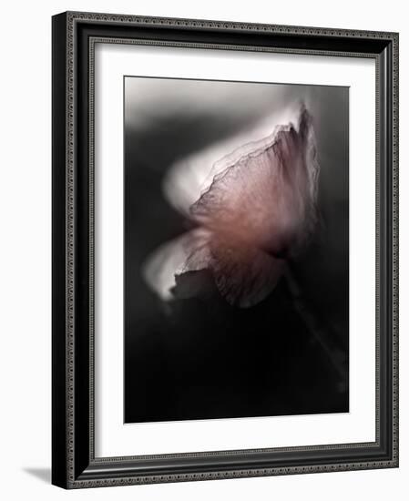 Papery-Ursula Abresch-Framed Photographic Print