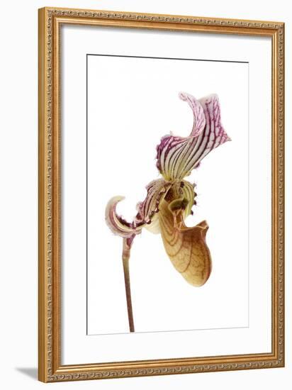 Paphiopedilum Fairrieanum-Fabio Petroni-Framed Photographic Print