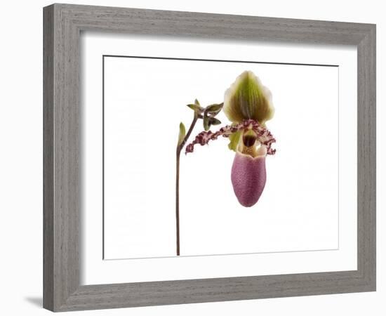 Paphiopedilum Glaucophyllum1-Fabio Petroni-Framed Photographic Print