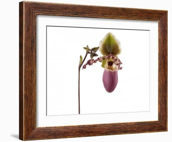 Paphiopedilum Glaucophyllum1-Fabio Petroni-Framed Photographic Print