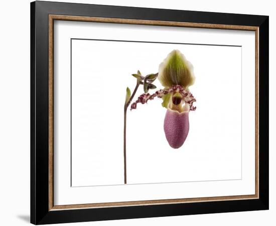 Paphiopedilum Glaucophyllum1-Fabio Petroni-Framed Photographic Print