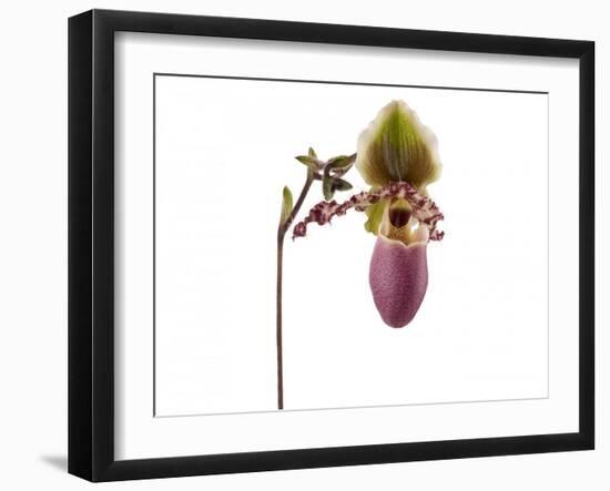 Paphiopedilum Glaucophyllum1-Fabio Petroni-Framed Photographic Print