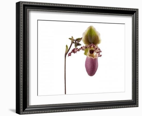 Paphiopedilum Glaucophyllum1-Fabio Petroni-Framed Photographic Print