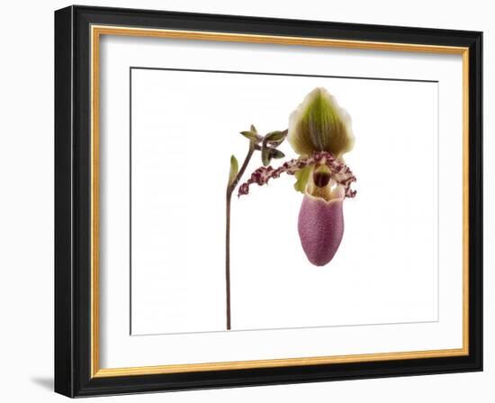 Paphiopedilum Glaucophyllum1-Fabio Petroni-Framed Photographic Print