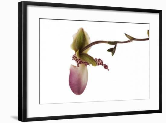 Paphiopedilum Glaucophyllum1-Fabio Petroni-Framed Photographic Print