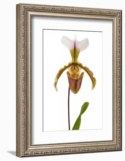 Paphiopedilum Leeanum 2-Fabio Petroni-Framed Photographic Print