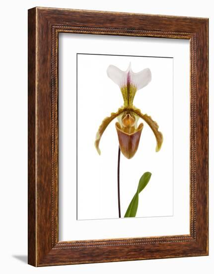 Paphiopedilum Leeanum 2-Fabio Petroni-Framed Photographic Print