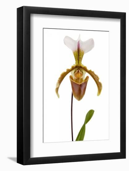 Paphiopedilum Leeanum 2-Fabio Petroni-Framed Photographic Print