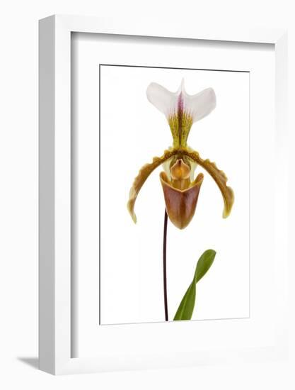 Paphiopedilum Leeanum 2-Fabio Petroni-Framed Photographic Print