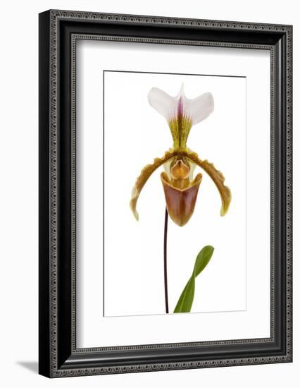 Paphiopedilum Leeanum 2-Fabio Petroni-Framed Photographic Print