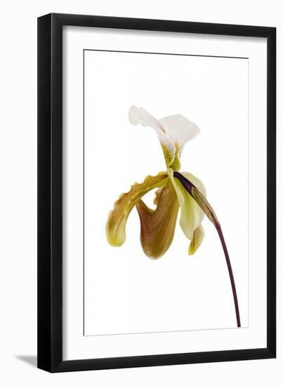 Paphiopedilum Leeanum1-Fabio Petroni-Framed Photographic Print