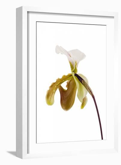 Paphiopedilum Leeanum1-Fabio Petroni-Framed Photographic Print