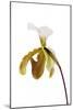 Paphiopedilum Leeanum1-Fabio Petroni-Mounted Photographic Print