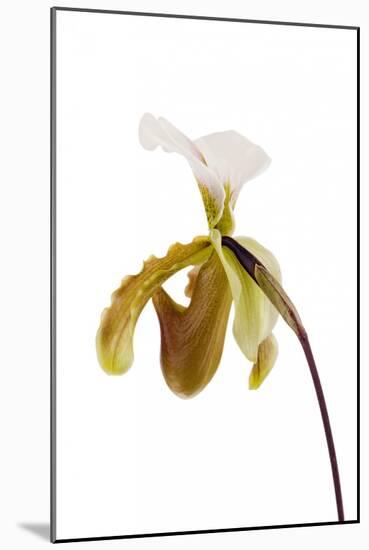 Paphiopedilum Leeanum1-Fabio Petroni-Mounted Photographic Print