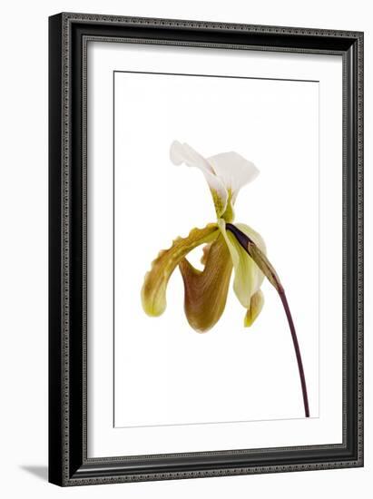 Paphiopedilum Leeanum1-Fabio Petroni-Framed Photographic Print