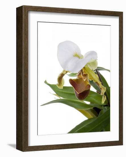 Paphiopedilum Leeanum-Fabio Petroni-Framed Photographic Print